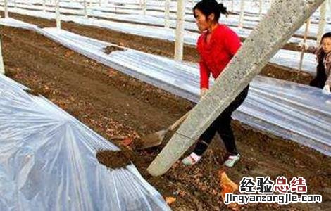 葡萄冬季防寒措施有哪些 葡萄冬季防寒措施