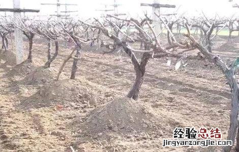 葡萄冬季防寒措施有哪些 葡萄冬季防寒措施