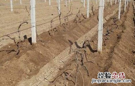 葡萄冬季防寒措施有哪些 葡萄冬季防寒措施