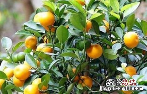 金桔不结果怎么办 盆栽金桔不结果