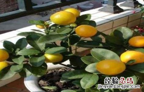 金桔不结果怎么办 盆栽金桔不结果