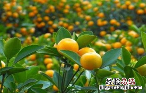 金桔不结果怎么办 盆栽金桔不结果