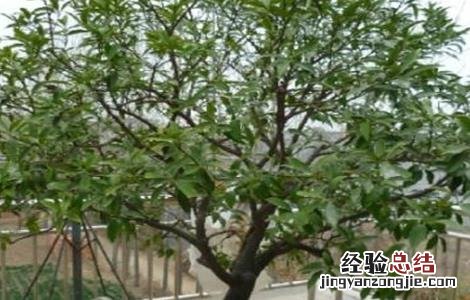 金桔不结果怎么办 盆栽金桔不结果