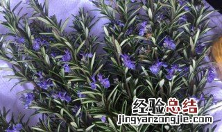 马鞭草酮迷迭香纯露的功效与作用 馥珮马鞭草酮迷迭香纯露的功效与作用