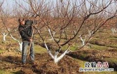果树土肥水管理常见的四大误区 果树土肥水科学管理方法