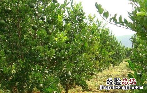 果树土肥水管理常见的四大误区 果树土肥水科学管理方法