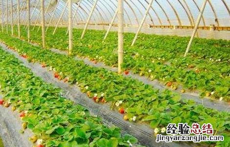 大棚草莓的管理技术要点 草莓大棚通风管理要点