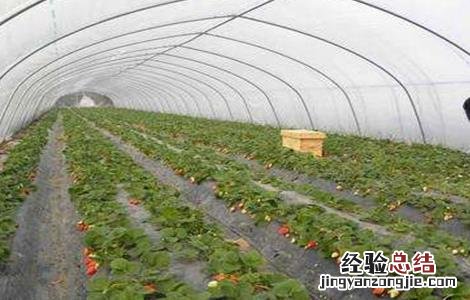 大棚草莓的管理技术要点 草莓大棚通风管理要点