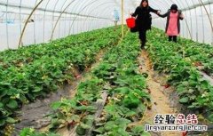 大棚草莓的管理技术要点 草莓大棚通风管理要点