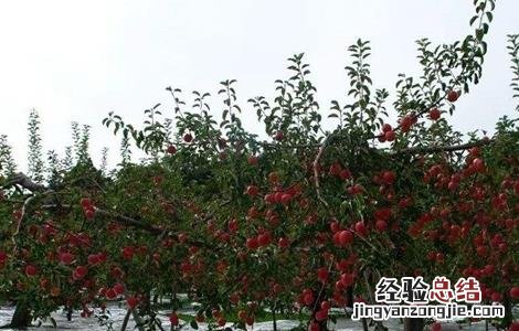 苹果园为什么铺反光膜 苹果园反光膜怎么铺