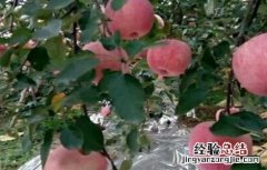 苹果园为什么铺反光膜 苹果园反光膜怎么铺