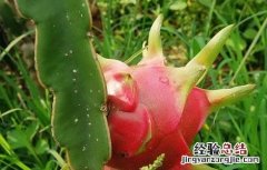 怎样提高火龙果坐果率 如何提高火龙果的坐果率