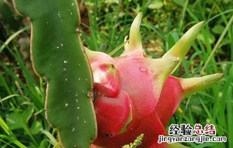 怎样提高火龙果坐果率 如何提高火龙果的坐果率