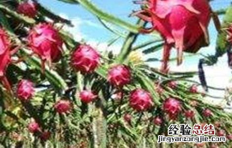 怎样提高火龙果坐果率 如何提高火龙果的坐果率