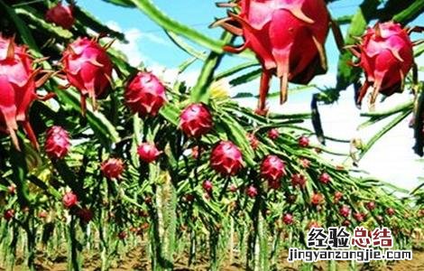 怎样提高火龙果坐果率 如何提高火龙果的坐果率