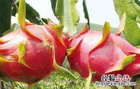 怎样提高火龙果坐果率 如何提高火龙果的坐果率