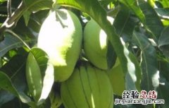 反季节芒果产量低原因及解决措施论文 反季节芒果产量低原因及解决措施