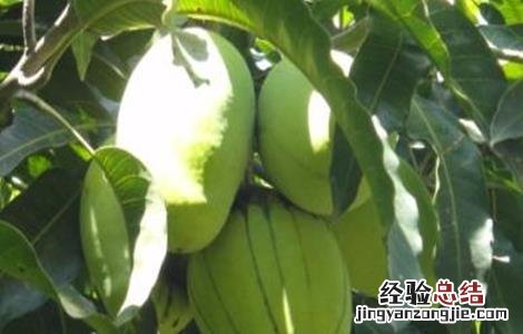 反季节芒果产量低原因及解决措施论文 反季节芒果产量低原因及解决措施