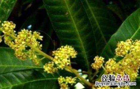 反季节芒果产量低原因及解决措施论文 反季节芒果产量低原因及解决措施