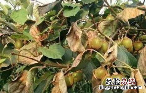 猕猴桃采收期如何防落叶 猕猴桃采收期如何防落叶子