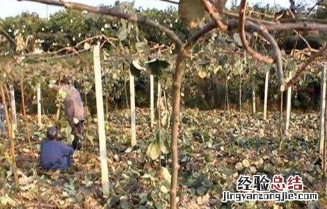 猕猴桃采收期如何防落叶 猕猴桃采收期如何防落叶子