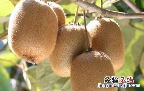 猕猴桃采收期如何防落叶 猕猴桃采收期如何防落叶子