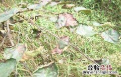猕猴桃采收期如何防落叶 猕猴桃采收期如何防落叶子