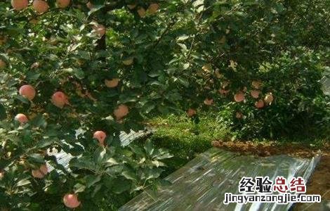 苹果园铺反光膜的作用 果园铺反光膜的作用是什么