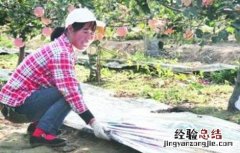 苹果园铺反光膜的作用 果园铺反光膜的作用是什么