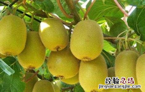 猕猴桃采收时间和方法 猕猴桃收获时间