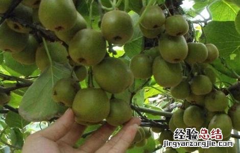 猕猴桃采收时间和方法 猕猴桃收获时间