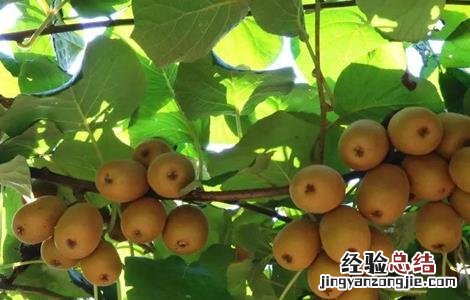 猕猴桃采收时间和方法 猕猴桃收获时间
