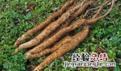 种淮山怎么种啊 种淮山整个过程视频