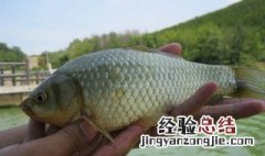 鲫鱼怎么判断是否野生 鲫鱼怎么判断野生