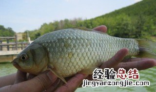 鲫鱼怎么判断是否野生 鲫鱼怎么判断野生