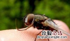 哪些动物有复眼? 哪些动物有复眼图片