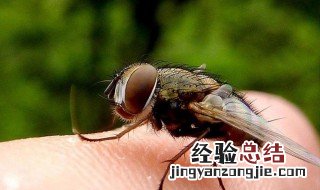 哪些动物有复眼? 哪些动物有复眼图片