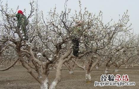 梨树萌芽期的管理 梨树休眠期怎么管理