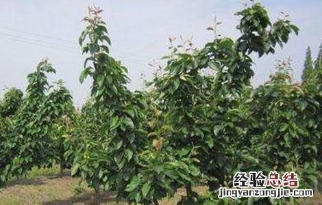 梨树萌芽期的管理 梨树休眠期怎么管理