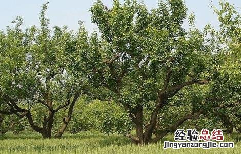 梨树萌芽期的管理 梨树休眠期怎么管理