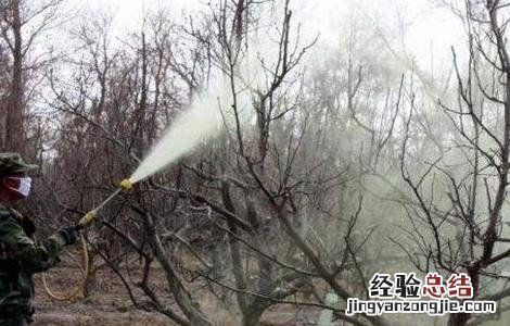 梨树萌芽期的管理 梨树休眠期怎么管理