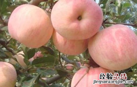 苹果摘袋后怎么上色快 摘下来的苹果怎么上色