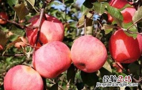 苹果摘袋后怎么上色快 摘下来的苹果怎么上色