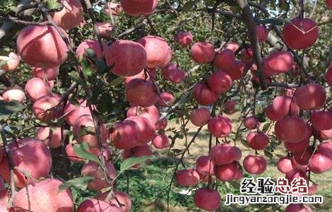苹果摘袋后怎么上色快 摘下来的苹果怎么上色