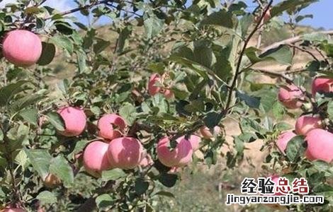 苹果摘袋后怎么上色快 摘下来的苹果怎么上色