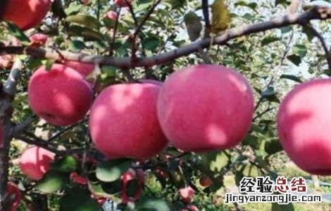 影响苹果果实着色的因素是 影响苹果果实着色的因素