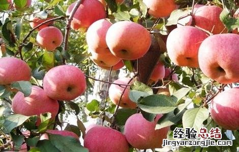 影响苹果果实着色的因素是 影响苹果果实着色的因素