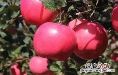 影响苹果果实着色的因素是 影响苹果果实着色的因素