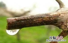 葡萄伤流期管理要点 葡萄伤流期是什么意思