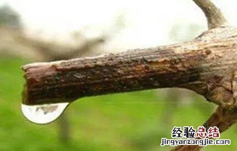 葡萄伤流期管理要点 葡萄伤流期是什么意思